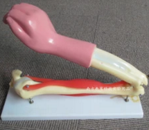 肘關節(jié)活動模型