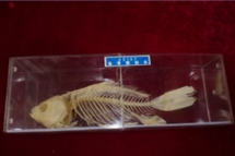 魚骨骼標(biāo)本