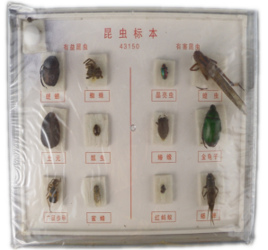 昆蟲標(biāo)本