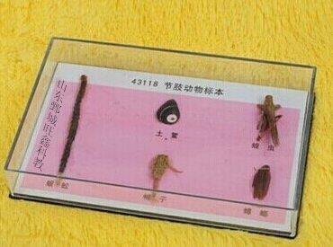 節(jié)肢動物標(biāo)本