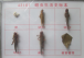 蝗蟲生活史標(biāo)本